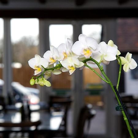 The Maple Manor Hotel كرولي المظهر الخارجي الصورة